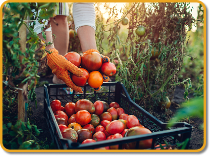harvesting tomatoes